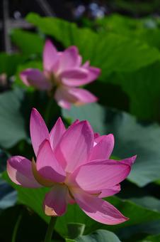 神聖な花 神聖な花の写真