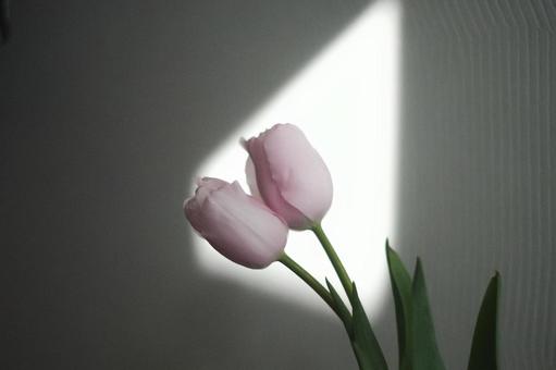 光 光の写真