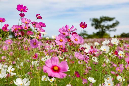 自然干陸地フラワーゾーンのコスモス コスモス,秋桜,コスモス園の写真素材