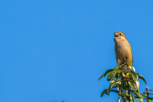 枝にとまるモズ・百舌鳥・コピースペース モズ,百舌鳥,野鳥の写真素材