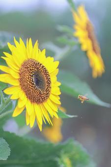 Photo, sunflower, bee, summer, 