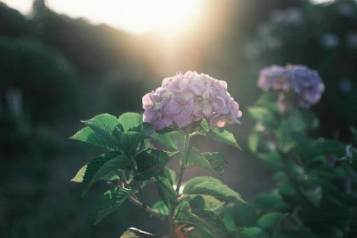 紫陽花と夕日 紫陽花と夕日の写真