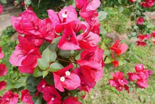 Bougainvillea (red), JPG