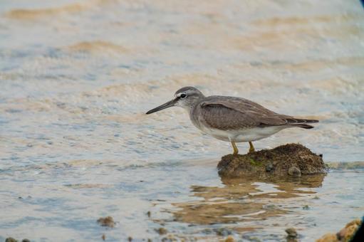 キアシシギ キアシシギ 野鳥,鳥,シギの写真素材