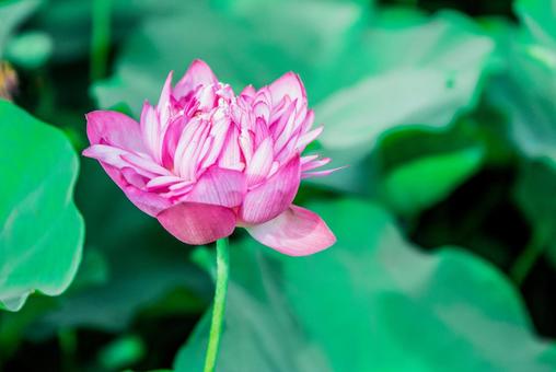 【花・植物】ハスの花 【花・植物】ハスの花の写真