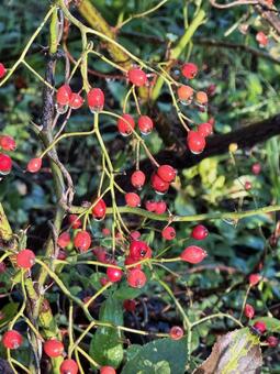 赤い木の実 赤い木の実,木の実,赤の写真素材