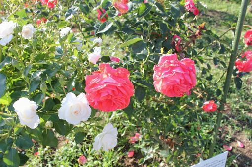 ばら298 バラ,rose,初夏の写真素材