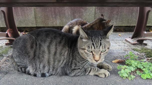ベンチの下で夕涼みしているもふもふな猫達 ベンチの下で夕涼みしているもふもふな猫達 猫,キジトラ,寝そべるの写真素材