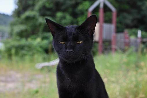 フフフーん フフフーん 癒される,にゃんこ,猫写真の写真素材