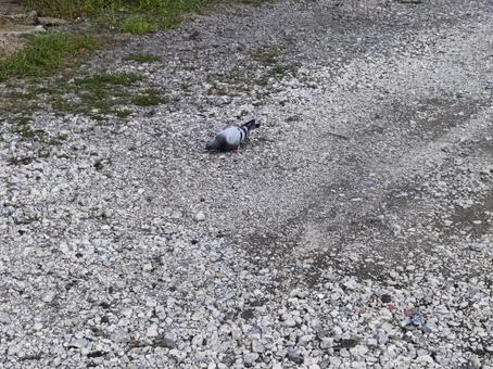 エサを食べる鳩 エサを食べる鳩 エサ,砂利道,鳥の写真素材