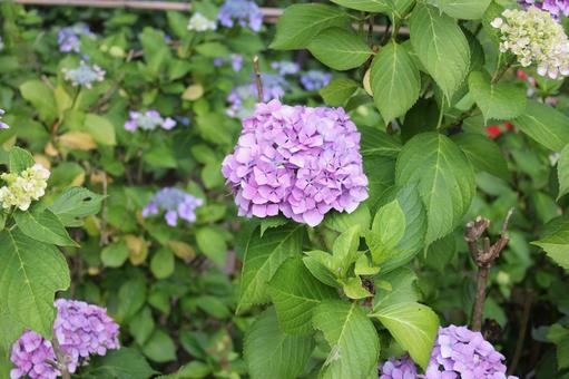 Hydrangea 81, JPG Hydrangea 81, JPG
