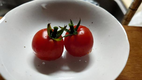 トマト トマトの写真