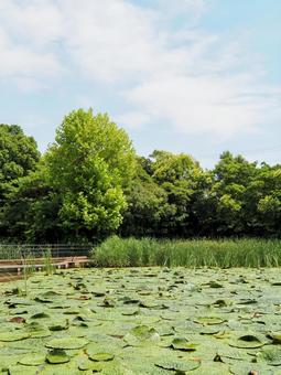 水元公園のオニバス池&緑の草木(葛飾区) 水元公園のオニバス池&緑の草木(葛飾区)の写真