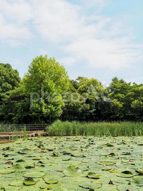 水元公園のオニバス池＆緑の草木（葛飾区） 夏,水元公園,オニバス池の写真素材