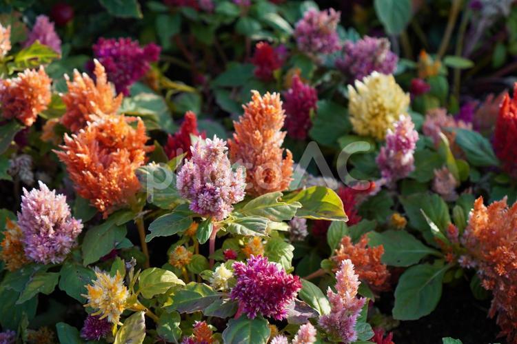 鮮やかなケイトウの花 花壇,公園,花の写真素材