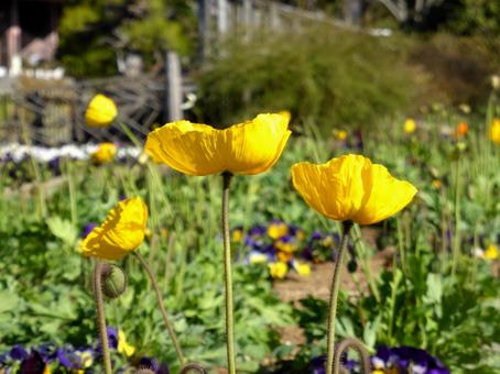 郊外の花壇に咲くアイスランドポピー 郊外の花壇に咲くアイスランドポピーの写真