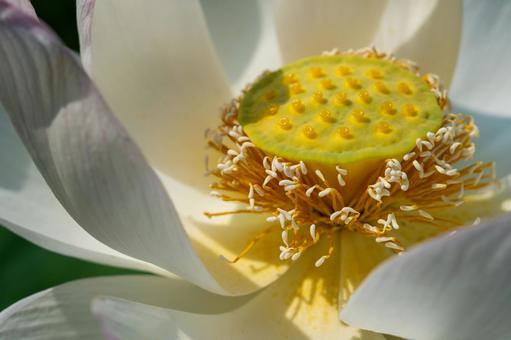 Photo, lotus flower, large wheel, pink flowers, 