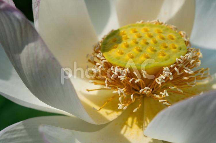 蓮の花の花托 蓮の花,大輪,ピンクの花の写真素材