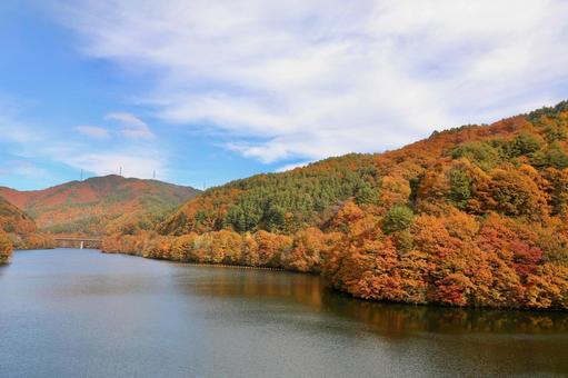 紅葉　長野県　箕輪ダム 箕輪ダム,美しい,草の写真素材