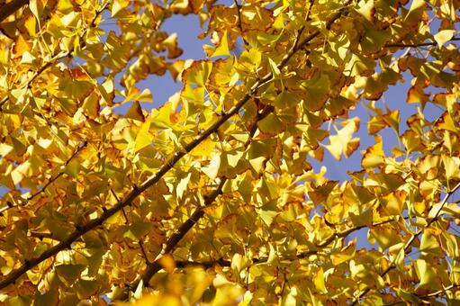 イチョウ イチョウ,木,ギンナンの写真素材