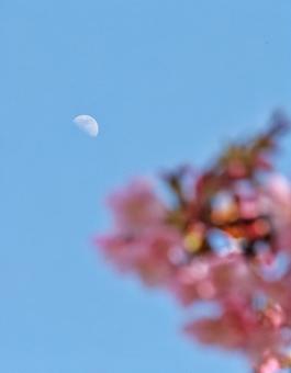 河津桜越しに見る月 河津桜越しに見る月の写真