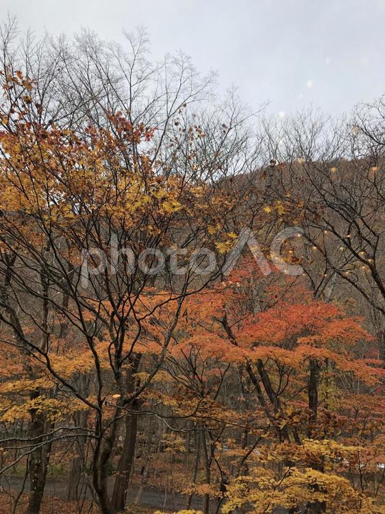 曇りの紅葉見に行こうよう 秋,木,葉の写真素材