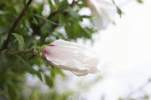白い花のつぼみ 白い花のつぼみの写真