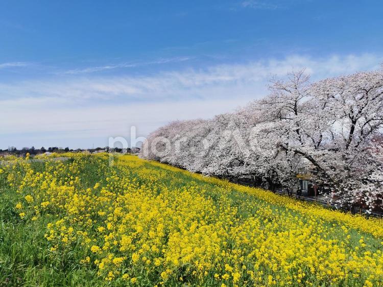 さくらと菜の花 菜の花,花,flowerの写真素材