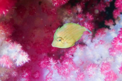 三浦 サンゴとアオサハギ 三浦 サンゴとアオサハギ スキューバーダイビング,ダイビング,アオサハギの写真素材
