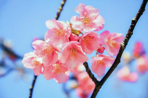 河津桜 早春 河津桜 早春の写真