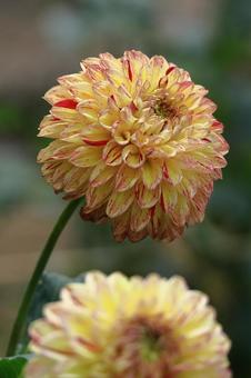 Photo, dahlia, flower, asteraceae plant, 