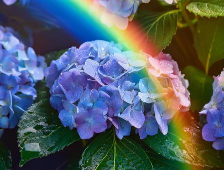 虹とアジサイ 虹とアジサイの写真