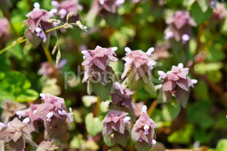 春を彩るヒメオドリコソウ	 ヒメオドリコソウ,姫踊子草,春の写真素材