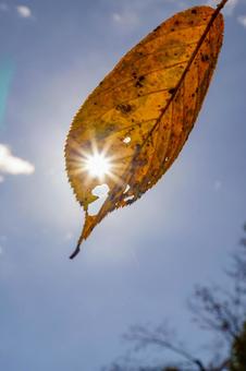 青空に映える紅葉した葉 自然,秋,風景の写真素材