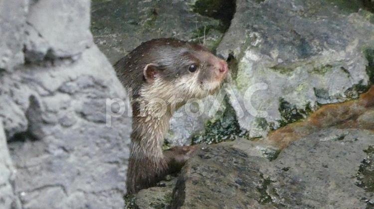 顔を出すコツメカワウソ カワウソ,コツメカワウソ,動物の写真素材