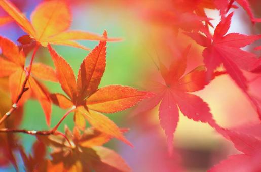 鮮やかな紅葉で秋のイメージ素材 鮮やかな紅葉で秋のイメージ素材の写真