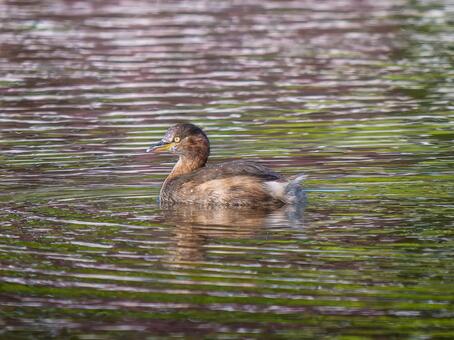 池を泳ぐカイツブリ カイツブリ,野鳥,鳥の写真素材