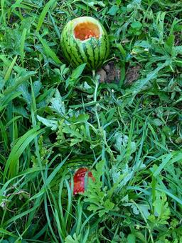 夏の野菜畑！カラス被害で穴があいたスイカ 夏,野菜畑,農家の写真素材