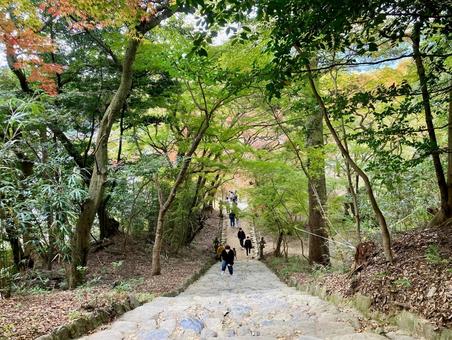 垂裕神社・石段（横） 福岡県朝倉市秋月,紅葉,黄葉の写真素材