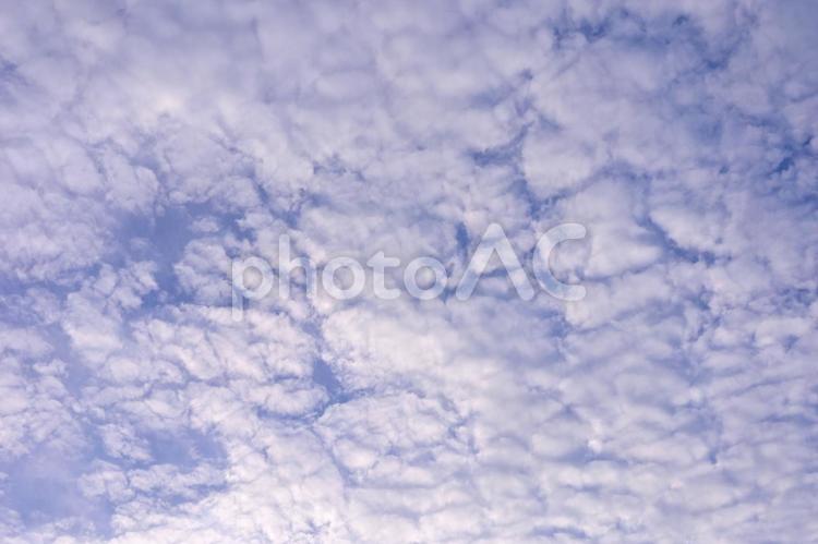 空を覆ううろこ雲と淡い空色 うろこ雲,雲,空の写真素材