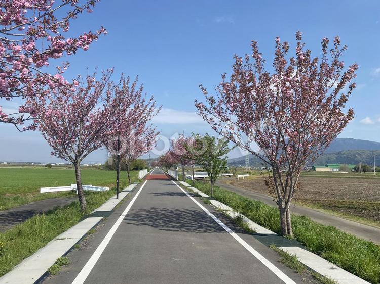 りんりんロード自転車道の八重桜 八重桜,自転車道,りんりんロードの写真素材