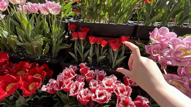 小さなチューリップ 小さなチューリップ 花,自然,縦長の写真素材