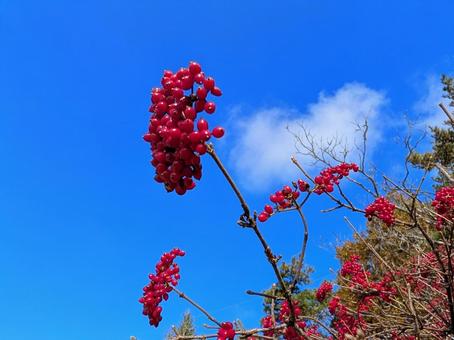 コバノガマズミの実 コバノガマズミ,実,赤い実の写真素材