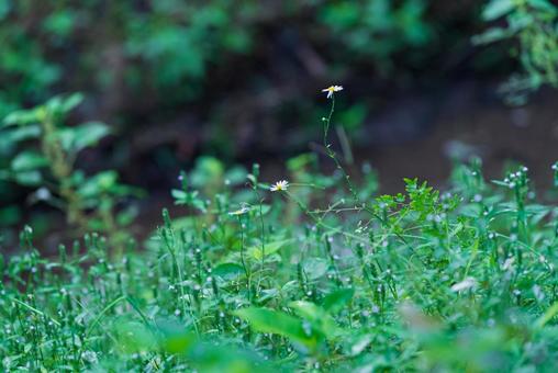Photo, unicorn leatherjacket (aluterus monoceros), a flower, flower, 