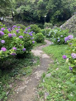 あじさい あじさい アジサイ,紫陽花,あじさいの写真素材