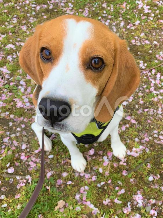 ビーグルと桜のじゅうたん 犬,ビーグル,桜の写真素材