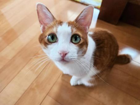 A cute cat looking up, JPG A cute cat looking up, JPG