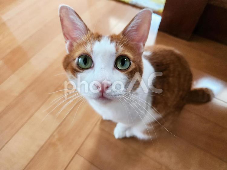 上目つかいの可愛いネコ ハチワレ猫,ねこ,猫の写真素材