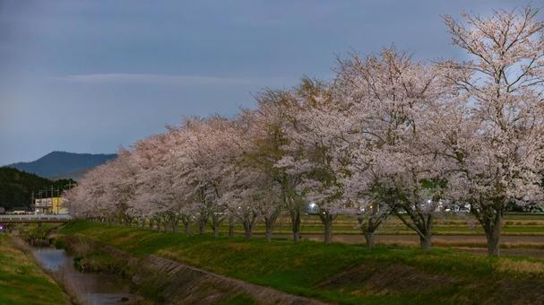 夕暮れ川辺に舞う桜の夢 夕暮れ川辺に舞う桜の夢 川,桜並木,夕焼けの写真素材