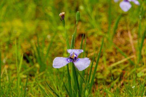 A single purple iris and morning dew, JPG